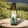 Teomann lazacolaj 100 ml