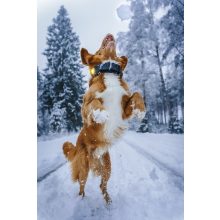 Orbiloc Dog Dual biztonsági lámpa | sárga