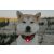 Orbiloc Dog Dual biztonsági lámpa | piros