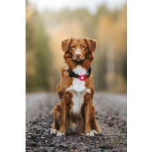 Orbiloc Dog Dual biztonsági lámpa | piros