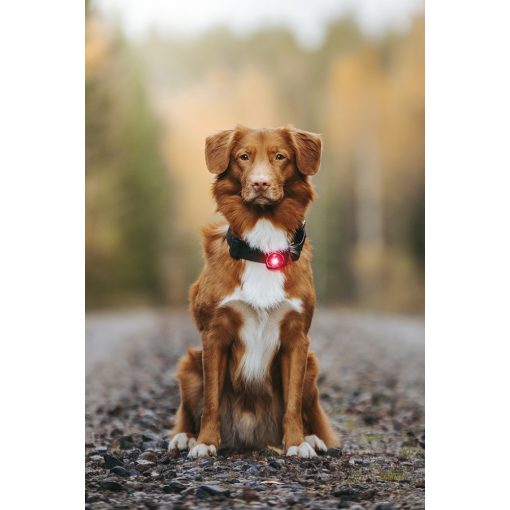 Orbiloc Dog Dual biztonsági lámpa | piros