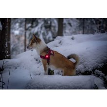 Orbiloc Dog Dual biztonsági lámpa | piros