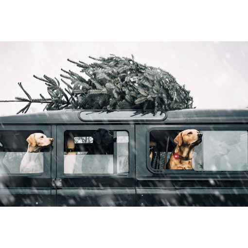 Orbiloc Dog Dual biztonsági lámpa | piros