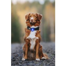 Orbiloc Dog Dual biztonsági lámpa | kék