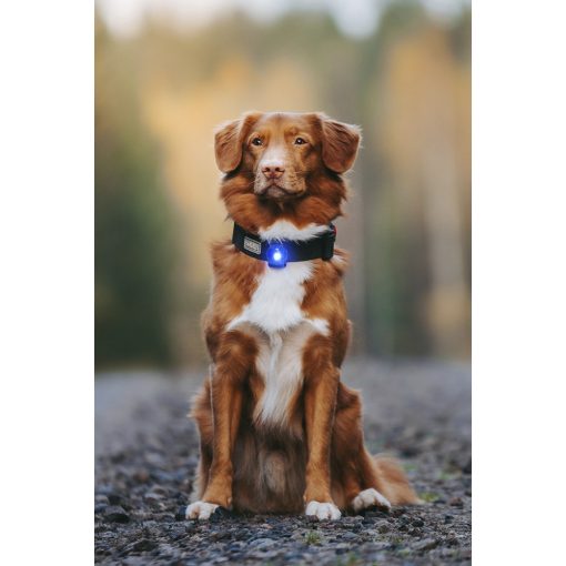Orbiloc Dog Dual biztonsági lámpa | kék