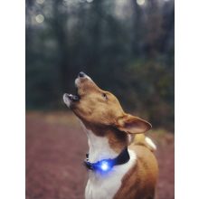 Orbiloc Dog Dual biztonsági lámpa | kék