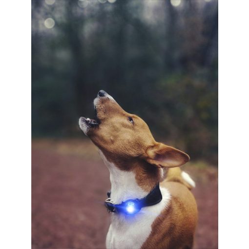 Orbiloc Dog Dual biztonsági lámpa | kék
