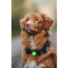 Orbiloc Dog Dual biztonsági lámpa | zöld