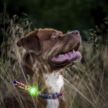 Orbiloc Dog Dual biztonsági lámpa | zöld