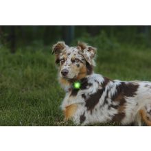 Orbiloc Dog Dual biztonsági lámpa | zöld