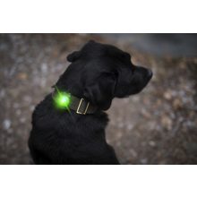 Orbiloc Dog Dual biztonsági lámpa | zöld