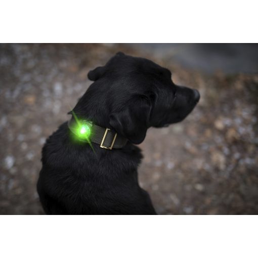 Orbiloc Dog Dual biztonsági lámpa | zöld