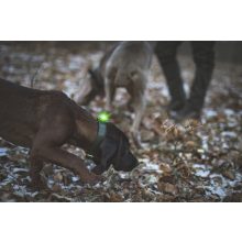 Orbiloc Dog Dual biztonsági lámpa | zöld