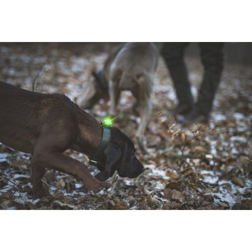 Orbiloc Dog Dual biztonsági lámpa | zöld