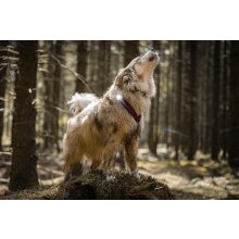 Orbiloc Dog Dual biztonsági lámpa | fehér