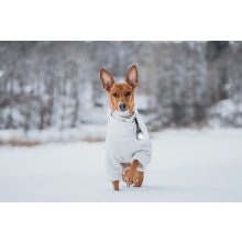 Orbiloc Dog Dual biztonsági lámpa | fehér