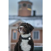 Orbiloc Dog Dual biztonsági lámpa | fehér