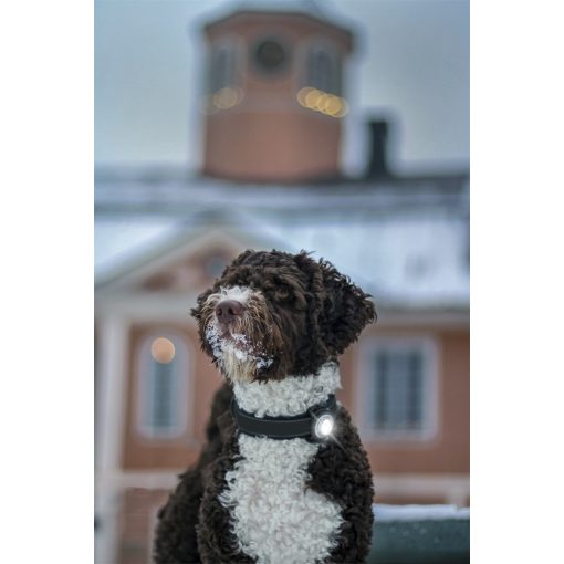 Orbiloc Dog Dual biztonsági lámpa | fehér