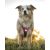 Orbiloc Dog Dual biztonsági lámpa | pink