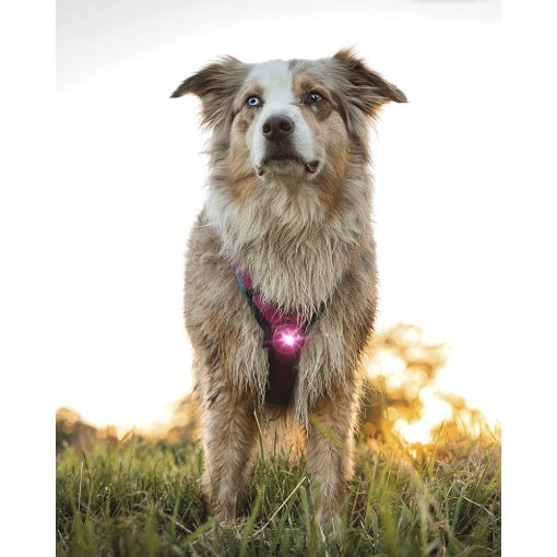Orbiloc Dog Dual biztonsági lámpa | pink