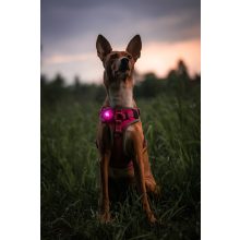 Orbiloc Dog Dual biztonsági lámpa | pink