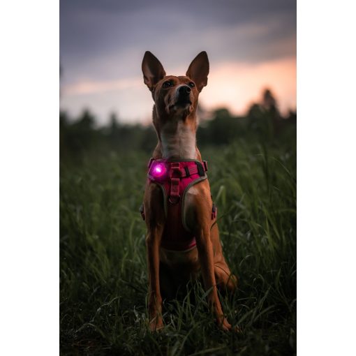 Orbiloc Dog Dual biztonsági lámpa | pink