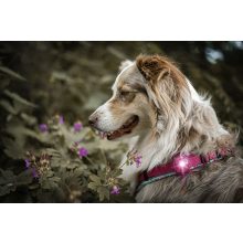 Orbiloc Dog Dual biztonsági lámpa | pink