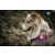 Orbiloc Dog Dual biztonsági lámpa | pink