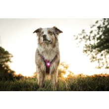 Orbiloc Dog Dual biztonsági lámpa | pink