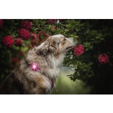 Orbiloc Dog Dual biztonsági lámpa | pink