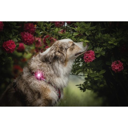 Orbiloc Dog Dual biztonsági lámpa | pink