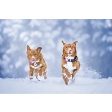 Orbiloc Dog Dual biztonsági lámpa | pink