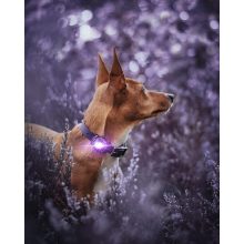 Orbiloc Dog Dual biztonsági lámpa | lila