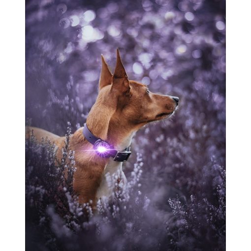 Orbiloc Dog Dual biztonsági lámpa | lila