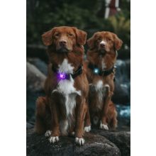 Orbiloc Dog Dual biztonsági lámpa | lila