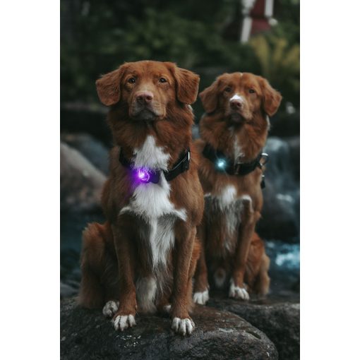 Orbiloc Dog Dual biztonsági lámpa | lila