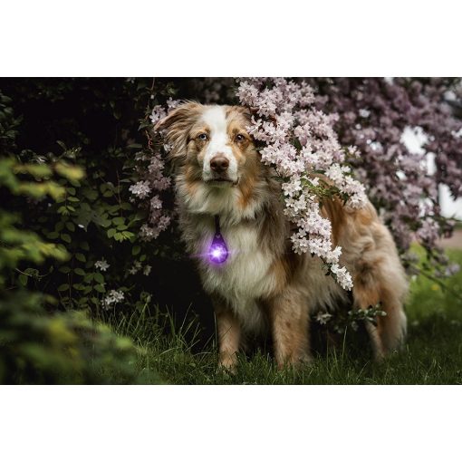Orbiloc Dog Dual biztonsági lámpa | lila