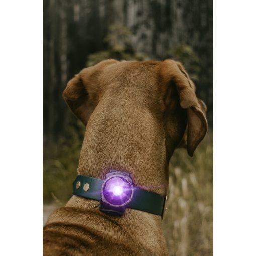Orbiloc Dog Dual biztonsági lámpa | lila