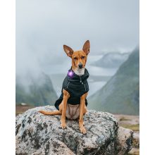 Orbiloc Dog Dual biztonsági lámpa | lila