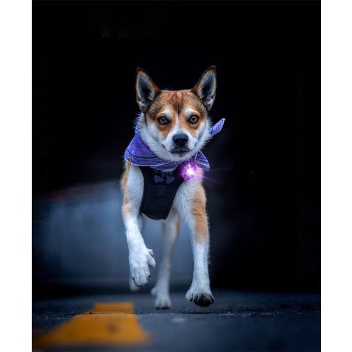 Orbiloc Dog Dual biztonsági lámpa | lila
