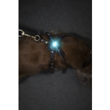 Orbiloc Dog Dual biztonsági lámpa | türkiz