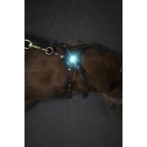 Orbiloc Dog Dual biztonsági lámpa | türkiz