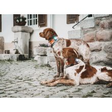 Orbiloc Dog Dual biztonsági lámpa | türkiz