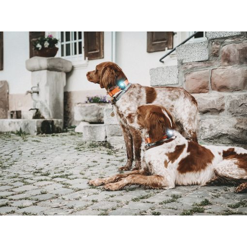 Orbiloc Dog Dual biztonsági lámpa | türkiz