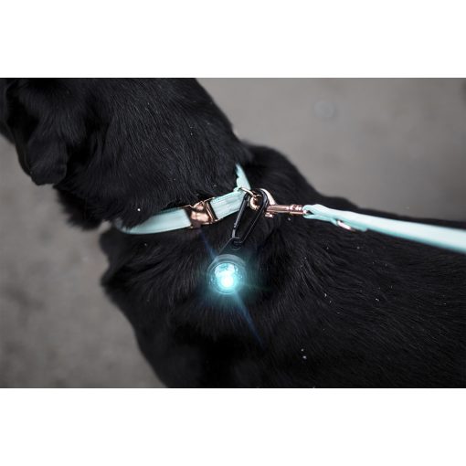 Orbiloc Dog Dual biztonsági lámpa | türkiz