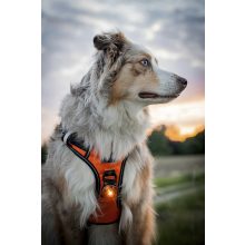 Orbiloc Dog Dual biztonsági lámpa | borostyán