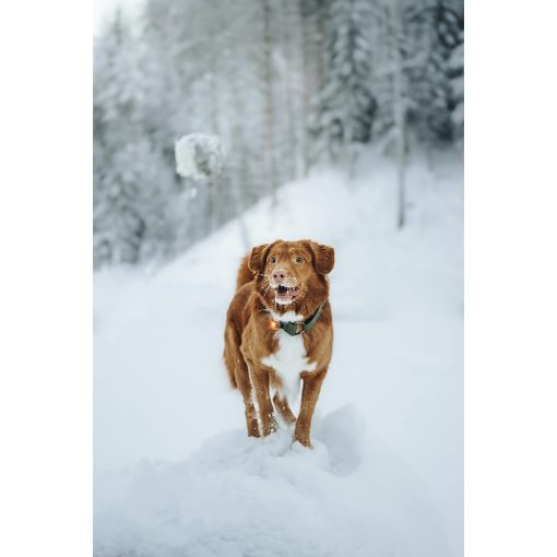 Orbiloc Dog Dual biztonsági lámpa | borostyán