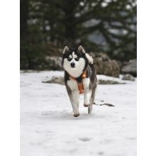 Orbiloc Dog Dual biztonsági lámpa | borostyán