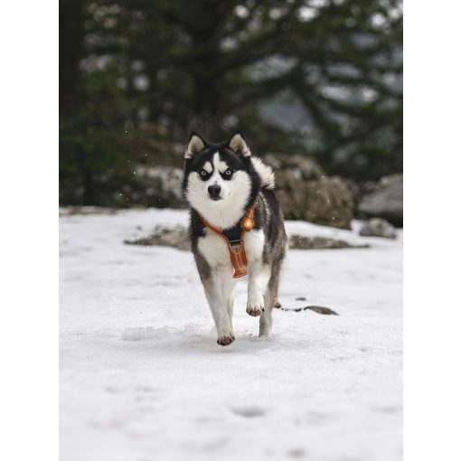 Orbiloc Dog Dual biztonsági lámpa | borostyán