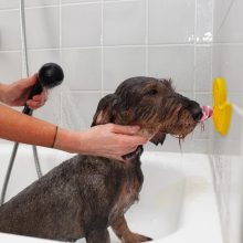 AFP Calm Paws fürdőkacsa